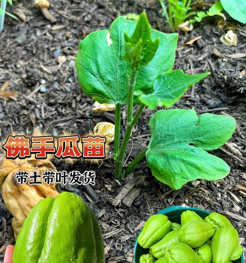 佛手瓜叶子卷曲的原因与处理方法（解析佛手瓜叶子卷曲的原因，提供科学有效的处理方法）-第1张图片-绿意生活