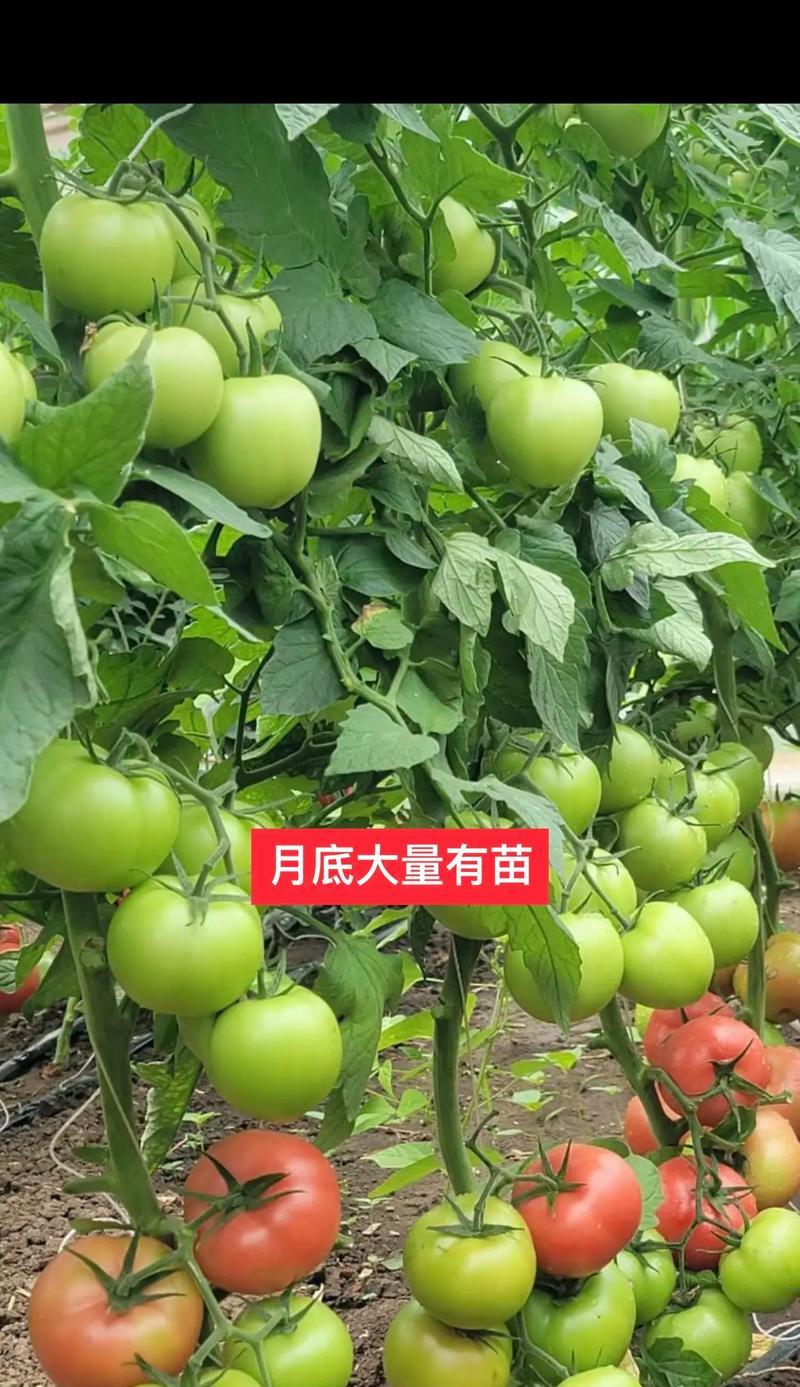 从选种到收获，轻松种出甜美多汁的大西红柿（从选种到收获，轻松种出甜美多汁的大西红柿）-第1张图片-绿意生活