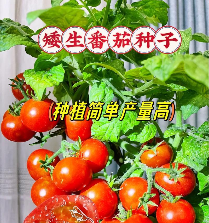 从选种到收获，轻松种出甜美多汁的大西红柿（从选种到收获，轻松种出甜美多汁的大西红柿）-第3张图片-绿意生活