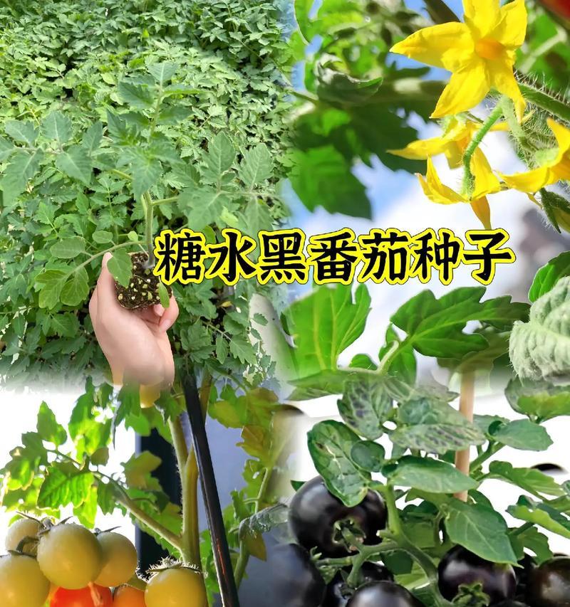 从选种到收获，轻松种出甜美多汁的大西红柿（从选种到收获，轻松种出甜美多汁的大西红柿）-第2张图片-绿意生活