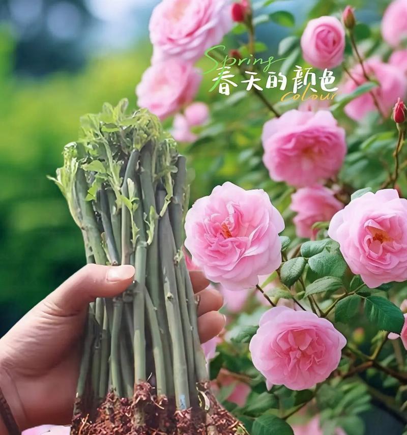 家中种蔷薇花，风水如何？（了解蔷薇花的风水，让你的家居更加充满生机）-第1张图片-绿意生活