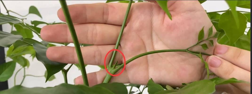 如何为大盆幸福树更换土壤？（换土步骤详解，让你的幸福树更茁壮）-第2张图片-绿意生活