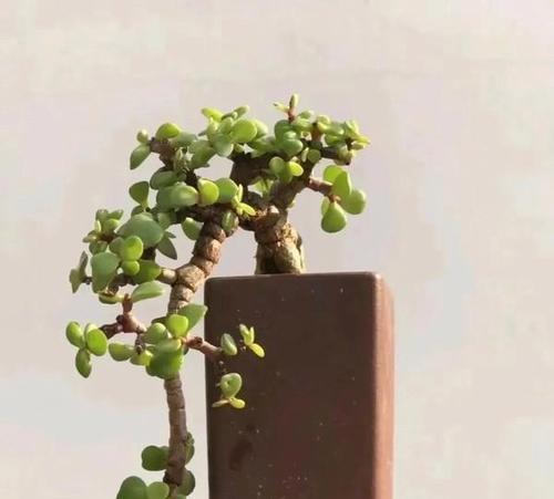 金枝玉叶怎么养才能开花（教你养护技巧，让金枝玉叶开花不再是难题）-第3张图片-绿意生活