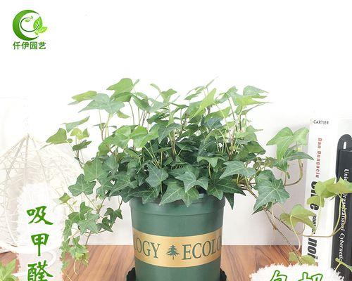 常春藤植物吸甲醛：室内环保的首选-第1张图片-绿意生活