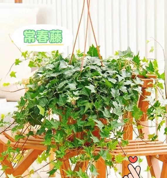 常春藤植物吸甲醛：室内环保的首选-第2张图片-绿意生活
