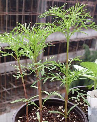 茶花摘心打顶的时间与方法（让茶花开出美丽的花朵的关键）-第1张图片-绿意生活