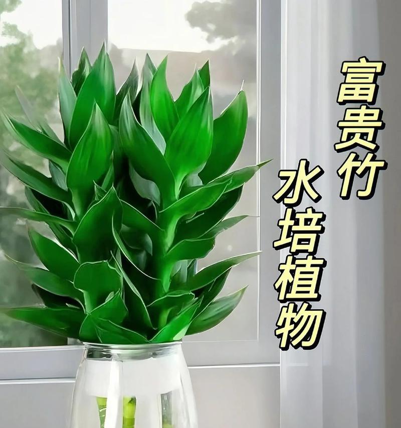 富贵竹不发芽怎么办？（富贵竹不发芽的原因及解决方法）-第2张图片-绿意生活