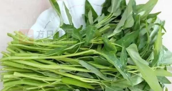 探究空心菜的食用与药用价值（从营养、功效、适宜人群等角度分析空心菜的特点）-第2张图片-绿意生活