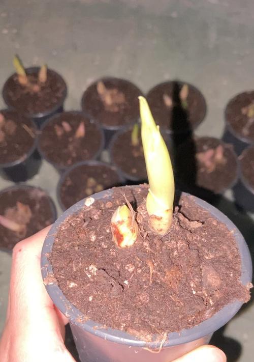 如何妥善处理铃兰的开花后（从修剪到肥料，让铃兰更美好）-第2张图片-绿意生活