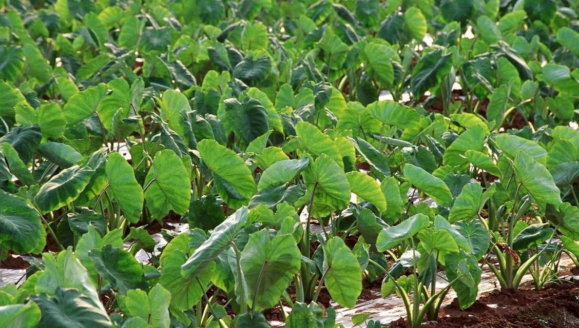 芋头高产栽培技术（掌握种植技巧，提升产量）-第2张图片-绿意生活