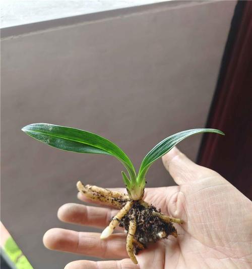建兰的养殖与养护方法（打造美丽花园的必备花卉养殖技巧）-第1张图片-绿意生活