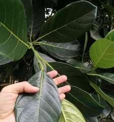 原来菠萝不仅是水果，还是一种神奇的植物（原来菠萝不仅是水果，还是一种神奇的植物）-第3张图片-绿意生活