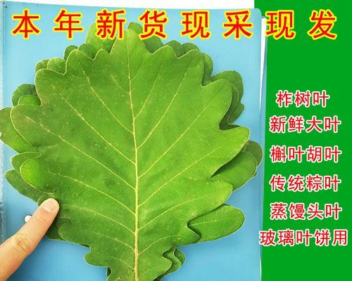 原来菠萝不仅是水果，还是一种神奇的植物（原来菠萝不仅是水果，还是一种神奇的植物）-第2张图片-绿意生活