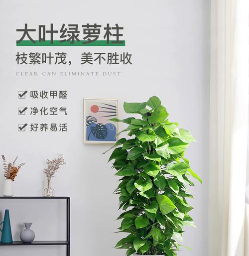 如何正确修剪大叶绿萝？（一步步教你，让你的大叶绿萝更健康）-第1张图片-绿意生活