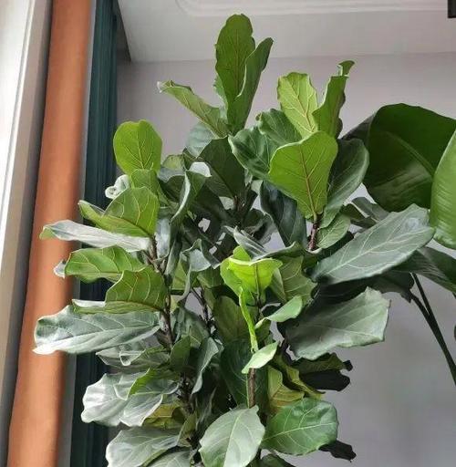 如何正确修剪大叶绿萝？（一步步教你，让你的大叶绿萝更健康）-第3张图片-绿意生活
