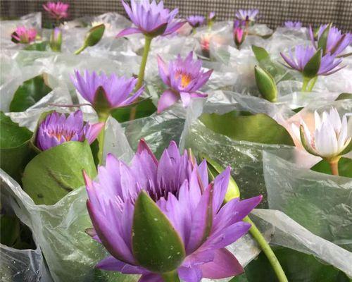 莲花花期及开花频率的特点剖析（深入了解莲花的开花规律，掌握其生长习性）-第1张图片-绿意生活