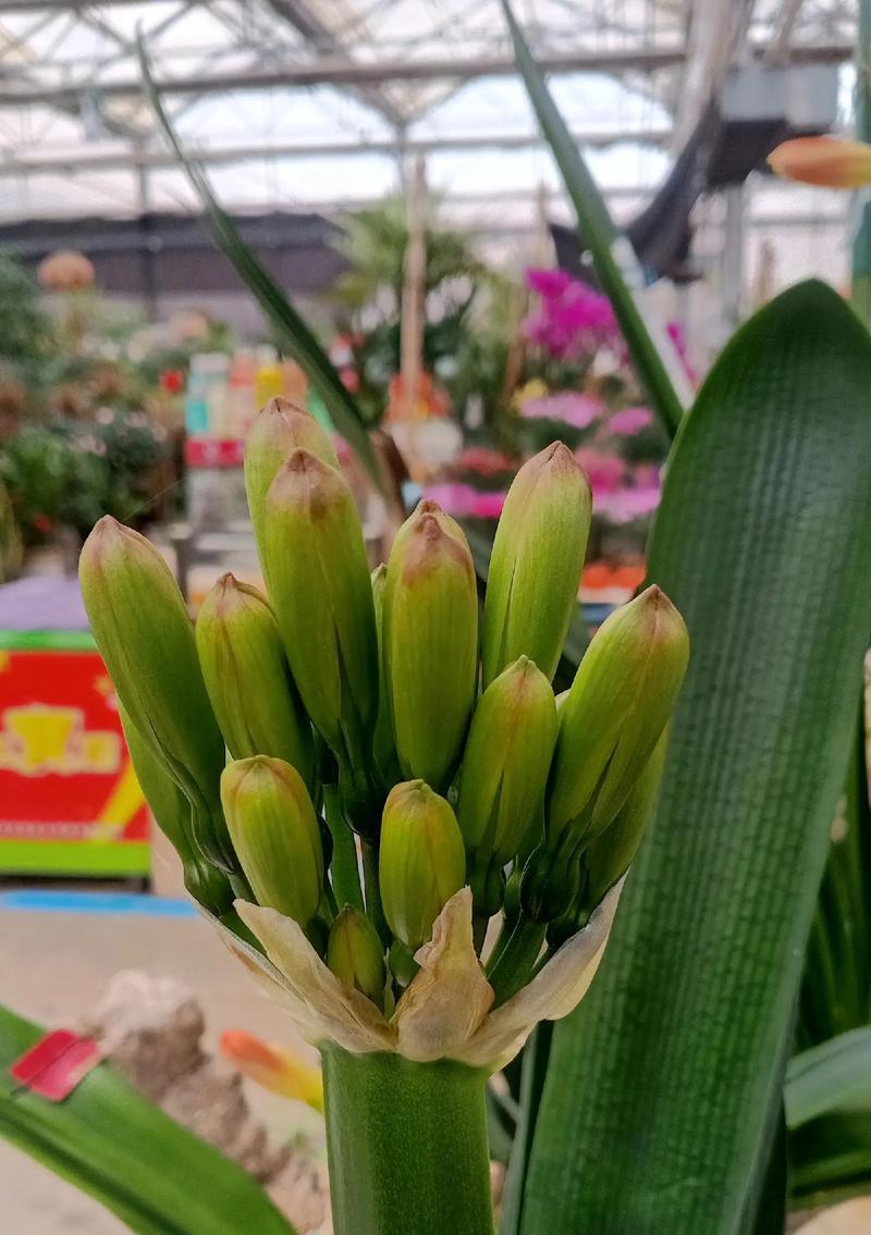 黑金刚花如何养护（科学方法让你的黑金刚花健康生长）-第2张图片-绿意生活