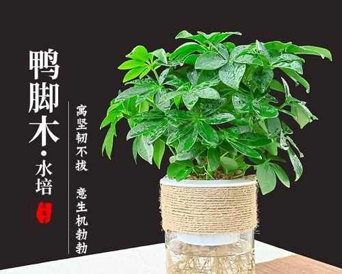 七叶莲的剪枝技巧（合理剪枝提高七叶莲的生长质量）-第3张图片-绿意生活