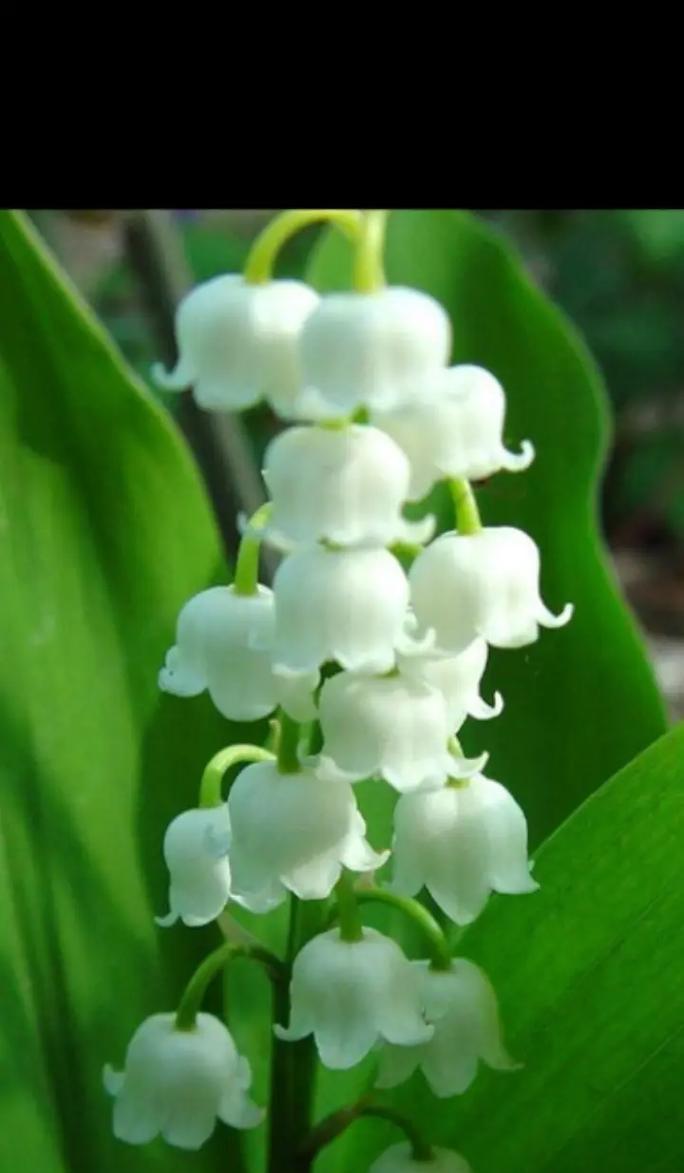 探秘球状根茎类花卉的美丽之秘（探秘球状根茎类花卉的美丽之秘）-第2张图片-绿意生活