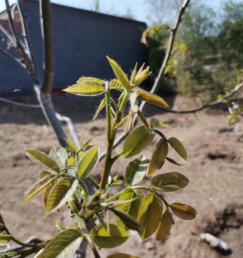 如何快速发芽核桃（掌握方法，让核桃瞬间发芽）-第2张图片-绿意生活