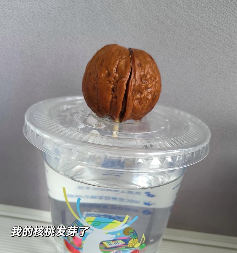 如何快速发芽核桃（掌握方法，让核桃瞬间发芽）-第1张图片-绿意生活