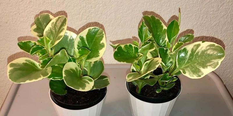 椒草养殖全攻略（教你如何种植椒草，让你轻松拥有健康的生长环境）-第3张图片-绿意生活
