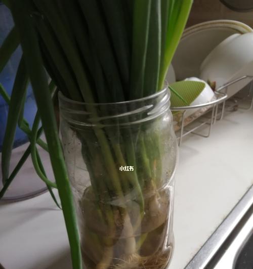 切好的葱花可以冷冻保存吗？（教你正确冷冻葱花的方法）-第1张图片-绿意生活