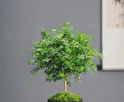 清香木的修剪方法（打造美丽健康的清香木）-第2张图片-绿意生活