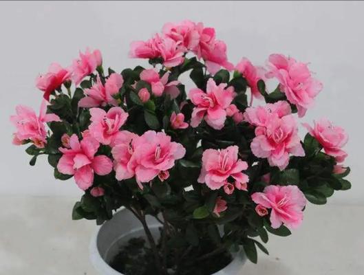 非洲菊叶子发黄，是怎么回事？（引起非洲菊叶子发黄的原因及治疗方法）-第1张图片-绿意生活