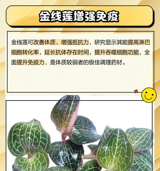 金线莲，你应该了解的品种选择（如何选择最适合的金线莲品种以打造理想中的园林）-第2张图片-绿意生活