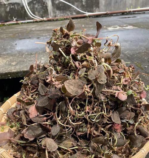 金线莲，你应该了解的品种选择（如何选择最适合的金线莲品种以打造理想中的园林）-第1张图片-绿意生活