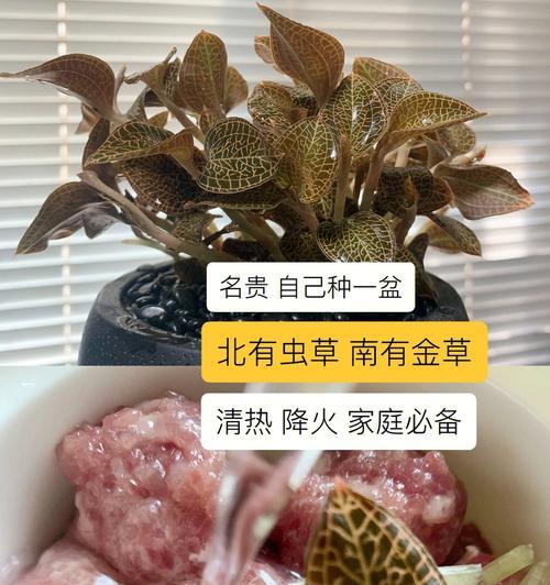 金线莲，你应该了解的品种选择（如何选择最适合的金线莲品种以打造理想中的园林）-第3张图片-绿意生活
