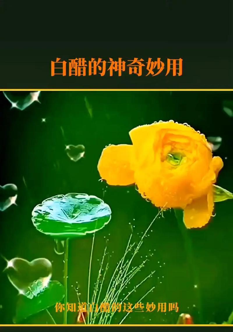 白醋与多肉植物的奇妙组合（多肉植物护理的新方式，白醋教你如何打造美丽多肉）-第1张图片-绿意生活