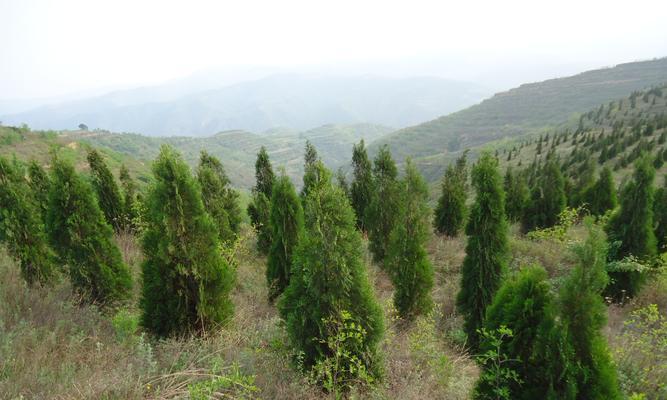 侧柏树——田园风光的主角（了解侧柏树，品味农家生活）-第3张图片-绿意生活