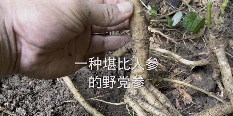 党参的生长环境及适宜生长地方条件（探寻党参生长的关键要素）-第3张图片-绿意生活