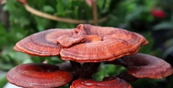 灵芝种植条件与养殖环境（探究灵芝的种植要求和养护条件）-第2张图片-绿意生活