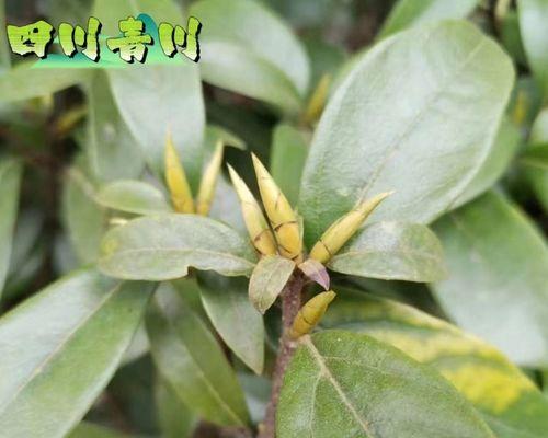 老鹰茶——追求自然健康的好选择-第3张图片-绿意生活