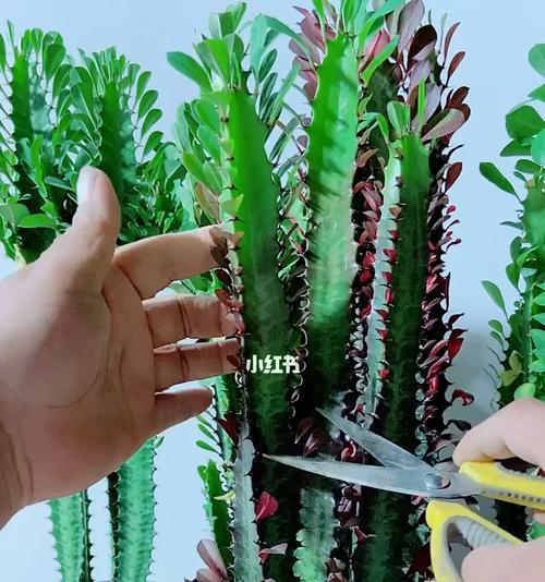 龙骨长太高了怎么办？（解决龙骨过高问题的实用技巧）-第3张图片-绿意生活