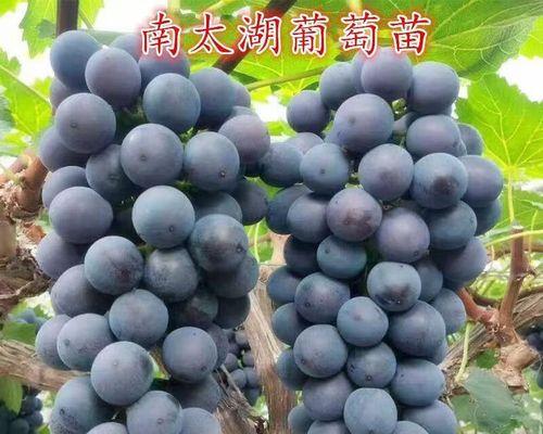 如何选择适合种植的葡萄树苗（从品种、品质、生长环境等多个角度进行考虑）-第1张图片-绿意生活