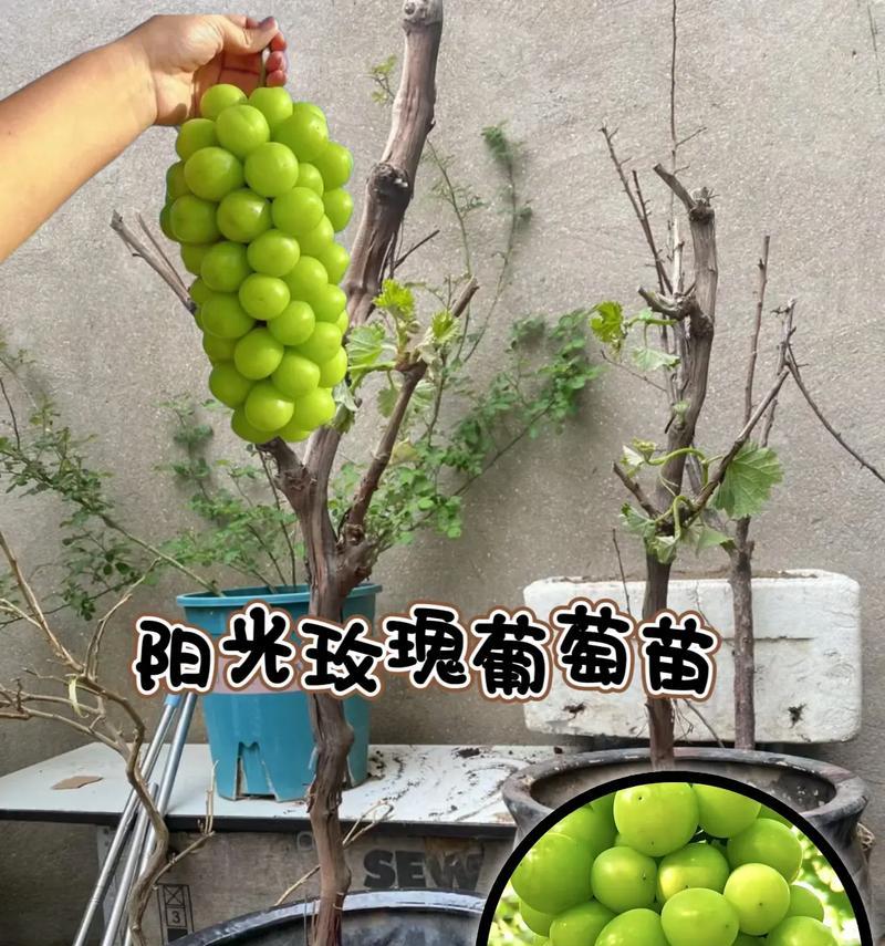 如何选择适合种植的葡萄树苗（从品种、品质、生长环境等多个角度进行考虑）-第2张图片-绿意生活