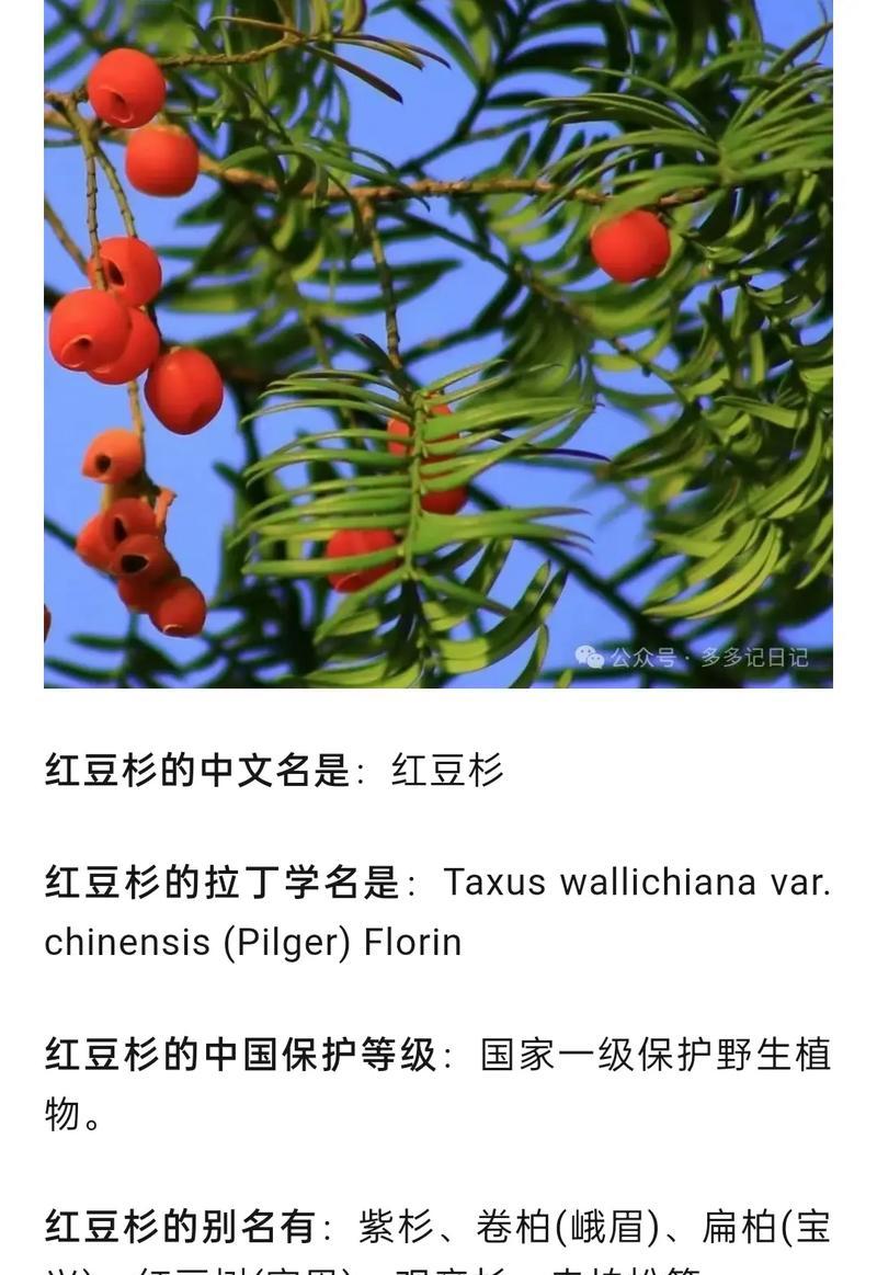 探秘红豆杉科植物的神秘世界（红豆杉科植物的种类、分布、特点及保护）-第2张图片-绿意生活