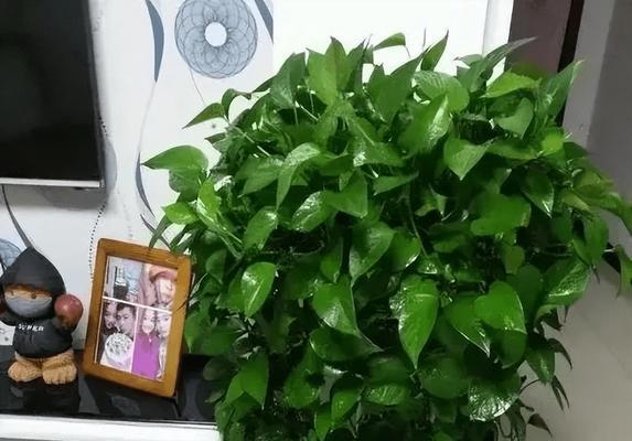 绿萝适宜生长温度是多少？（探讨绿萝生长的最佳气温及其影响因素）-第2张图片-绿意生活