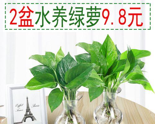 大盆绿萝的养殖方法与注意事项（打造绿色家居，让绿萝美丽生长）-第2张图片-绿意生活