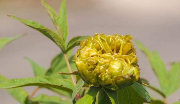 牡丹花骨朵之开花奇观（探秘牡丹花骨朵开花全过程，了解开花时间和样子）-第1张图片-绿意生活