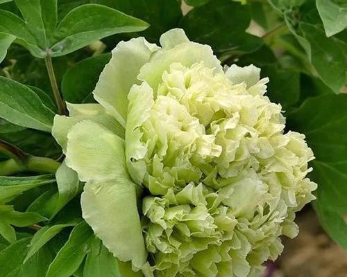 牡丹花骨朵之开花奇观（探秘牡丹花骨朵开花全过程，了解开花时间和样子）-第3张图片-绿意生活