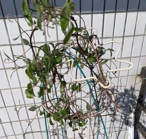 铁线莲适合在室内养吗？（探讨铁线莲的室内种植特点和养护要点）-第1张图片-绿意生活