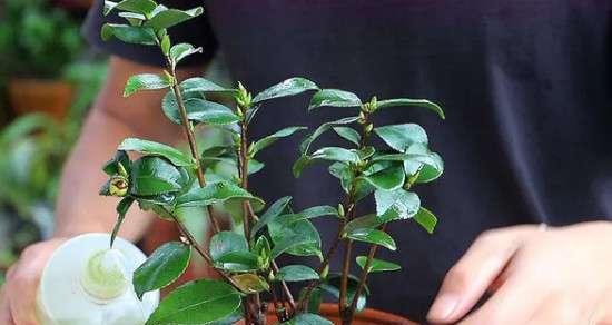 茶花花期管理要点（如何让茶花绽放更美的花期？）-第1张图片-绿意生活