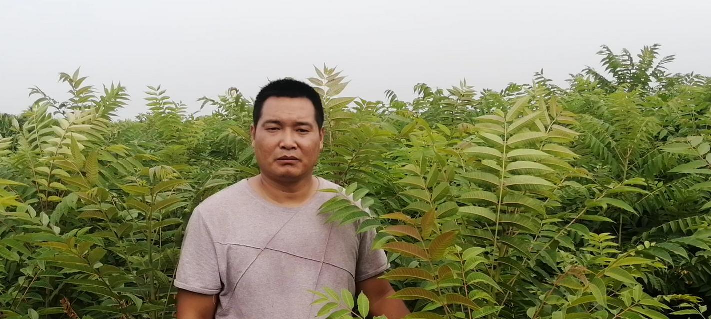 大棚香椿的种植时间与技巧（春季种植或秋季移植，香气四溢的美味佳品）-第1张图片-绿意生活