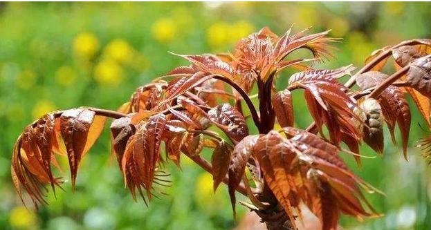 大棚香椿的种植时间与技巧（春季种植或秋季移植，香气四溢的美味佳品）-第2张图片-绿意生活