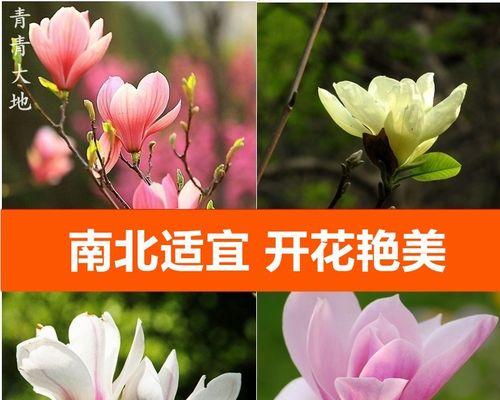 广玉兰开花的时间和季节分析（了解广玉兰开花的奥秘，精彩花期全解析）-第2张图片-绿意生活
